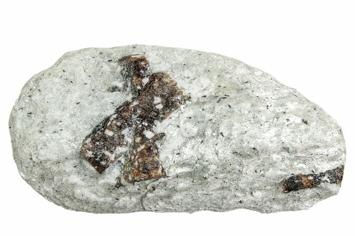 Twinned Staurolite Cross In Glittering Mica-Schist - Russia #240404